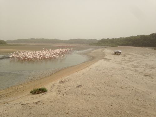 Flamingos at Ras Al Khor